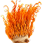 Cordyceps Militaris Fruiting Body 10:1 Extract