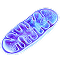 β- NMN