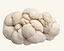 Lion’s Mane Fruiting Body 10:1 Extract