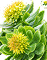 Rhodiola Rosea Extract