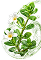 Bacopa Monnieri Extract